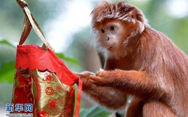 排山倒海打一生肖是什么动物-第1张图片-波音达百科