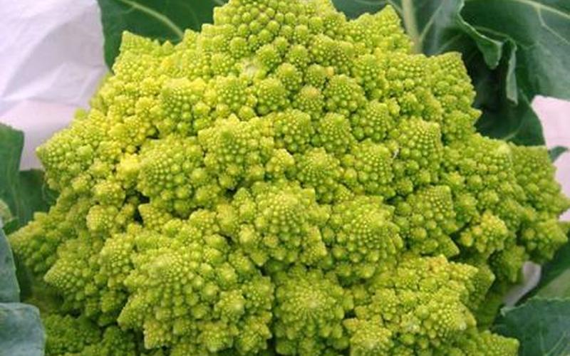 花椰菜属于什么科-第1张图片-波音达百科