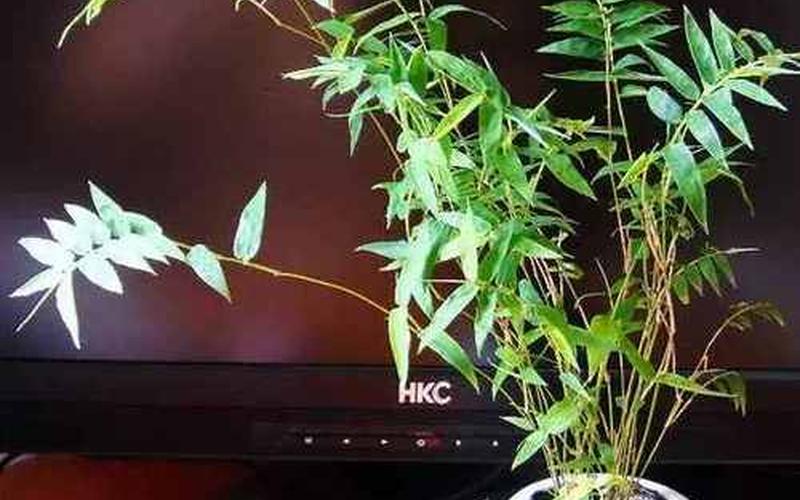 竹子生来节节高是什么生肖打一肖-第1张图片-波音达百科