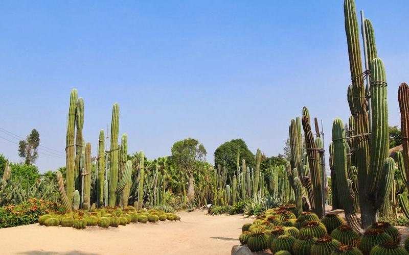 厦门万石植物园好玩吗-第1张图片-波音达百科