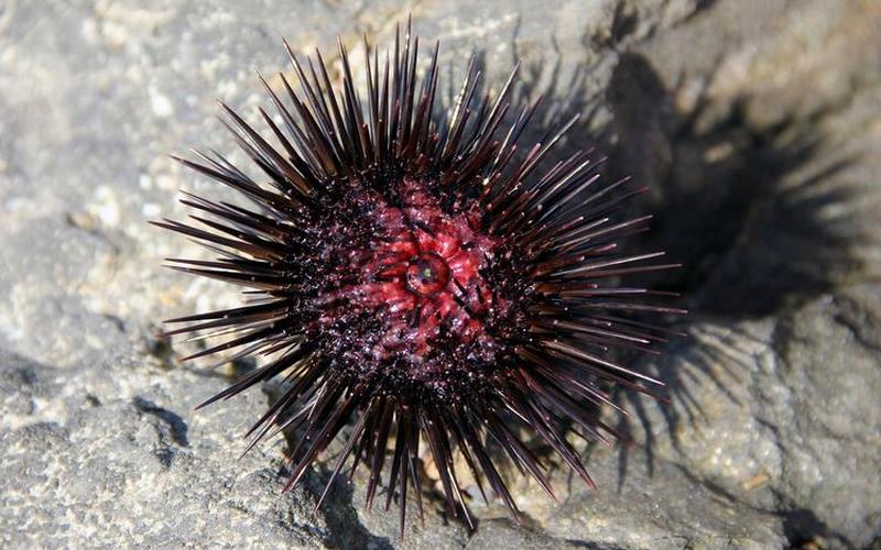 海中刺猬是什么动物蚂蚁庄园-第1张图片-波音达百科