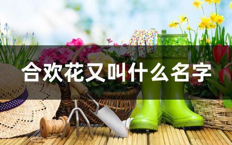 又叫什么名字-第1张图片-波音达百科