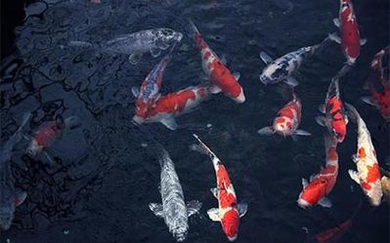 梦见水5种征兆要发财-第1张图片-波音达百科