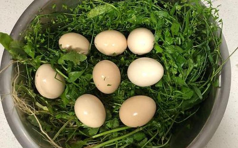 地菜煮鸡蛋的功效与作用-第1张图片-波音达百科