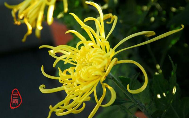 还来就菊花的还是读HAI还是读HUAN-第1张图片-波音达百科