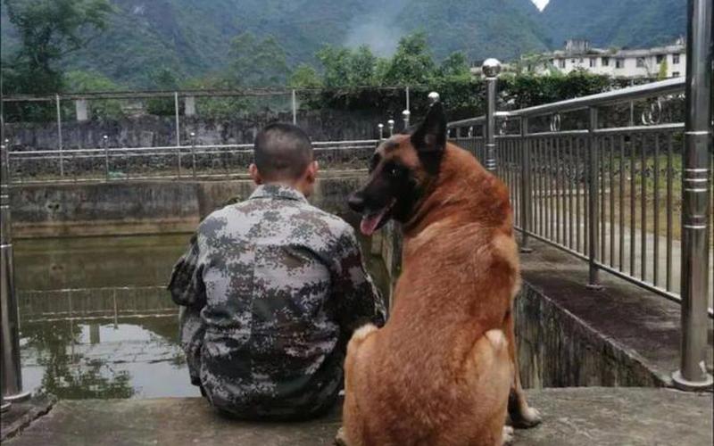 警犬牺牲了怎么处理-第1张图片-波音达百科