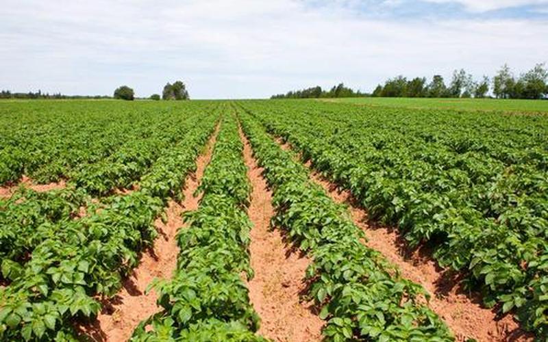 我国第四大粮食作物-第1张图片-波音达百科