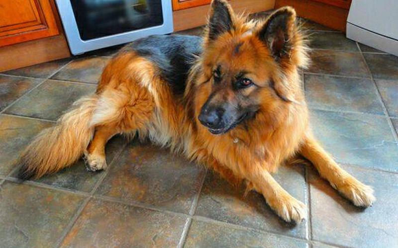 德国牧羊犬吃什么-第1张图片-波音达百科