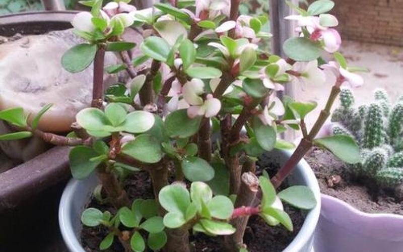 金枝玉叶打一个生肖-第1张图片-波音达百科