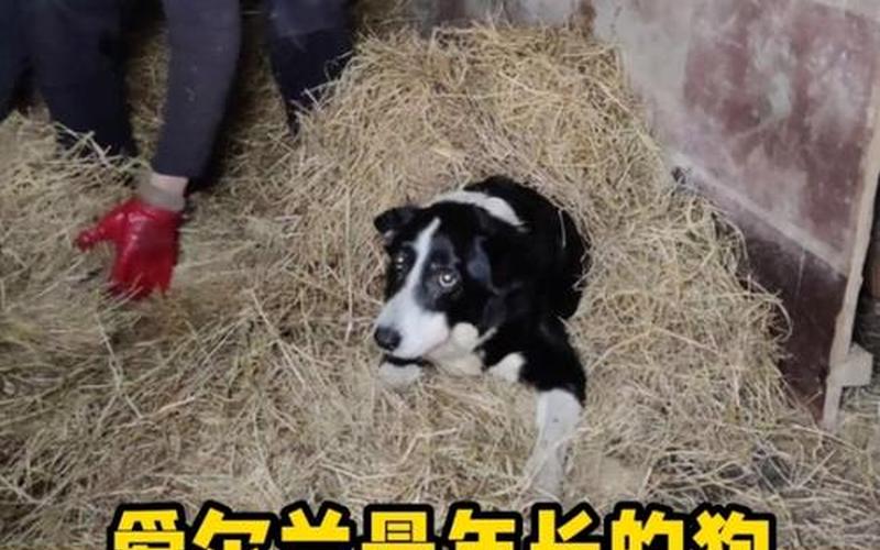 全球最年长的狗去世享年22岁-第1张图片-波音达百科