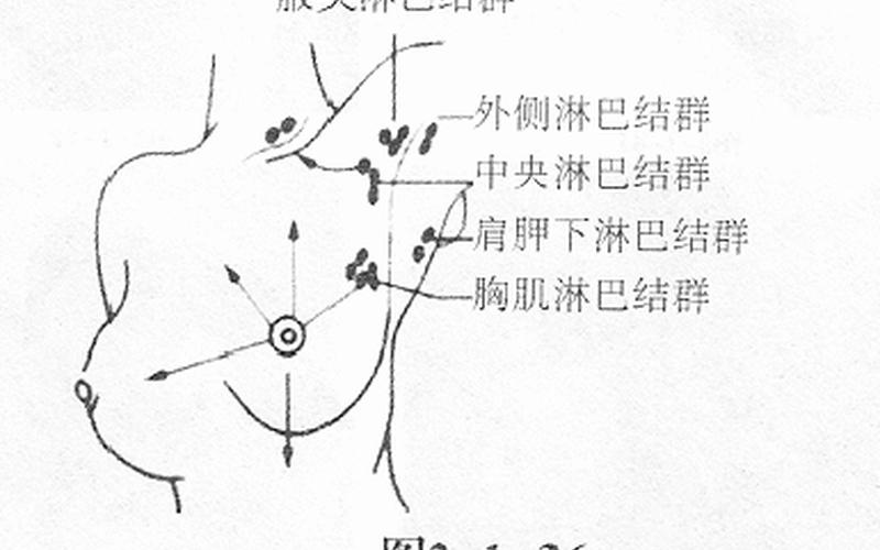 腋窝淋巴结检查顺序-第1张图片-波音达百科