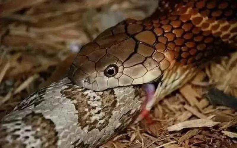 蛇的天敌是什么动物-第1张图片-波音达百科