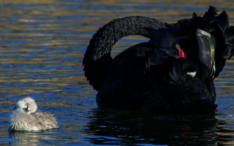 小天鹅今晚有空吗-第1张图片-波音达百科