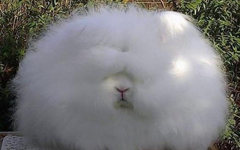 世界上最诡异的兔子-第1张图片-波音达百科