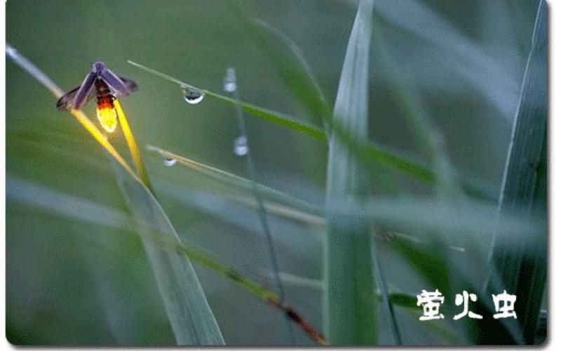 萤火虫发光发热吗-第1张图片-波音达手游百科