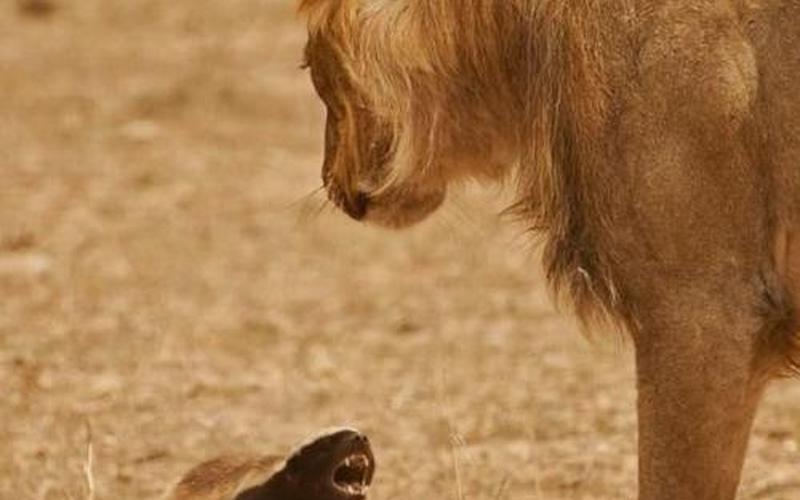 贝爷打了一下平头哥-第1张图片-波音达百科