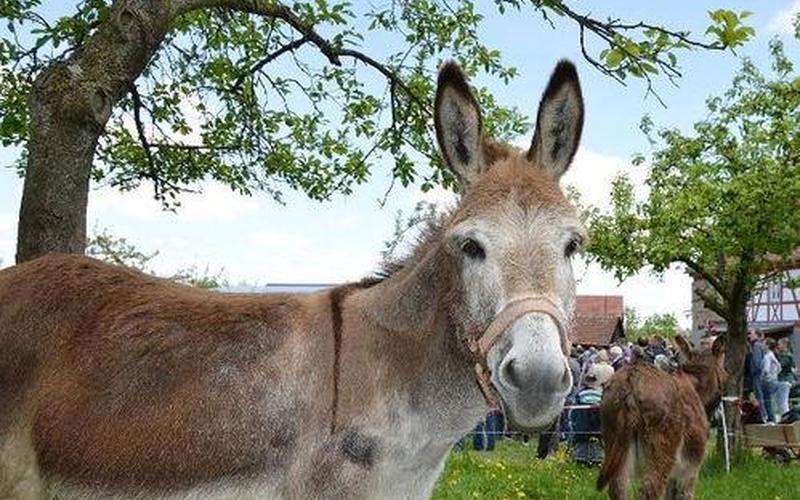 三马同槽是什么意思-第1张图片-波音达百科