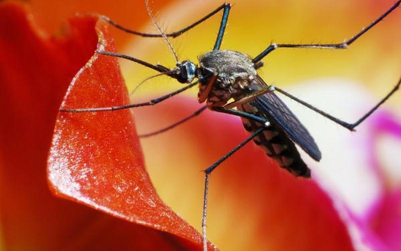 蚊子最怕什么声音-第1张图片-波音达百科