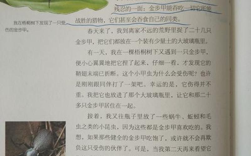 布甲昆虫介绍100字-第1张图片-波音达百科