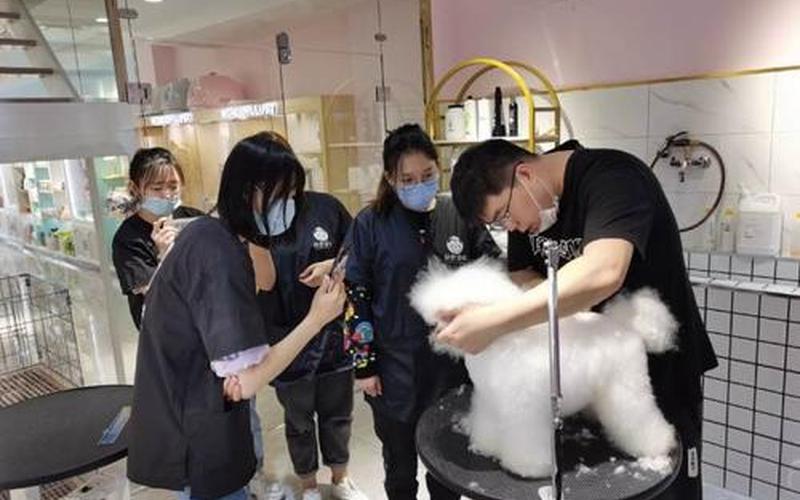 南京宠物美容学校-第1张图片-波音达百科