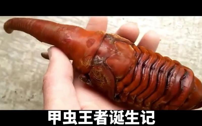 世界上最帅的虫子-第1张图片-波音达百科