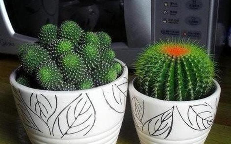 电脑前放仙人掌能防辐射吗-第1张图片-波音达百科