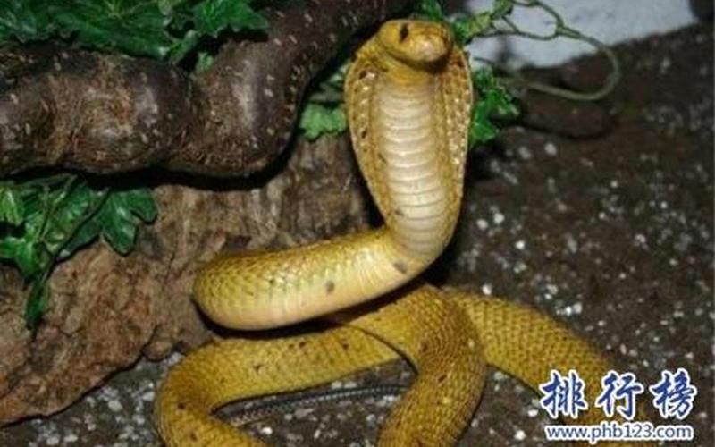 中国发现更大的蛇-第1张图片-波音达百科