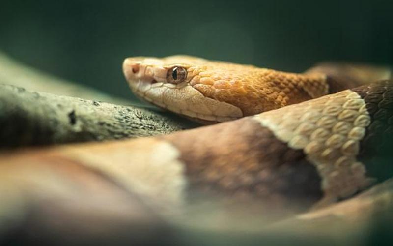 韩国花蛇什么意思-第1张图片-波音达百科