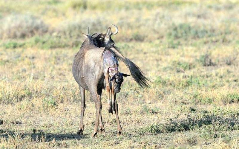 周而复始指什么动物-第1张图片-波音达百科