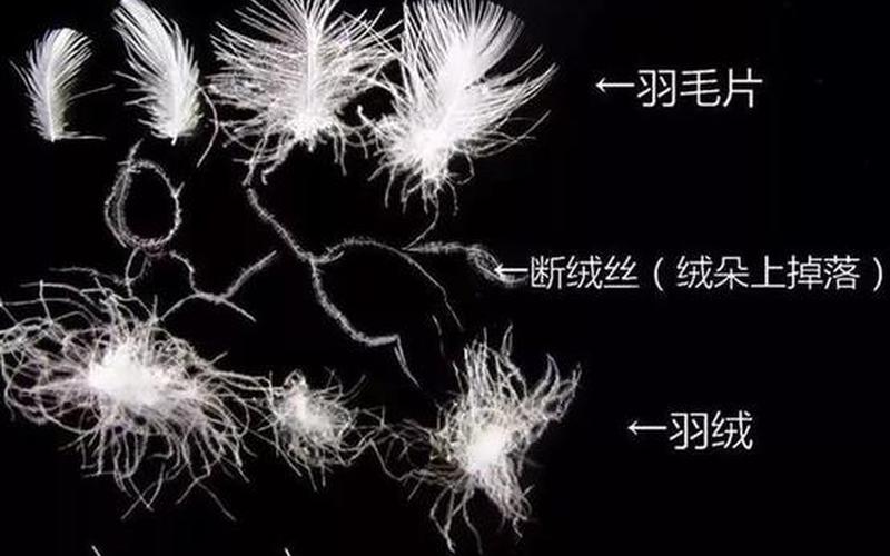 灰鸭绒和白鸭绒哪个好-第1张图片-波音达百科