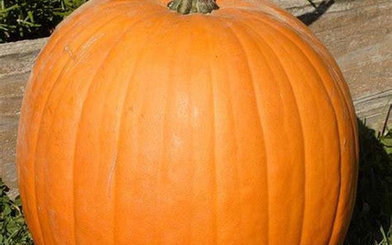 pumpkin是什么意思-第1张图片-波音达百科