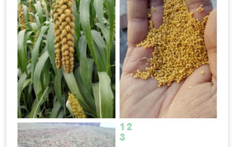 五谷中的菽是指什么作物-第1张图片-波音达百科