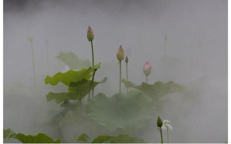 雾里看花水中望月-第1张图片-波音达百科