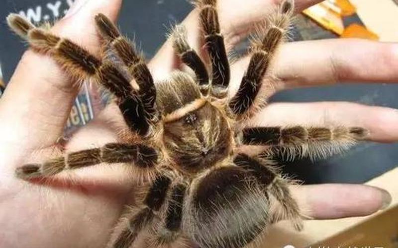 洪都拉斯卷毛蜘蛛-第1张图片-波音达百科