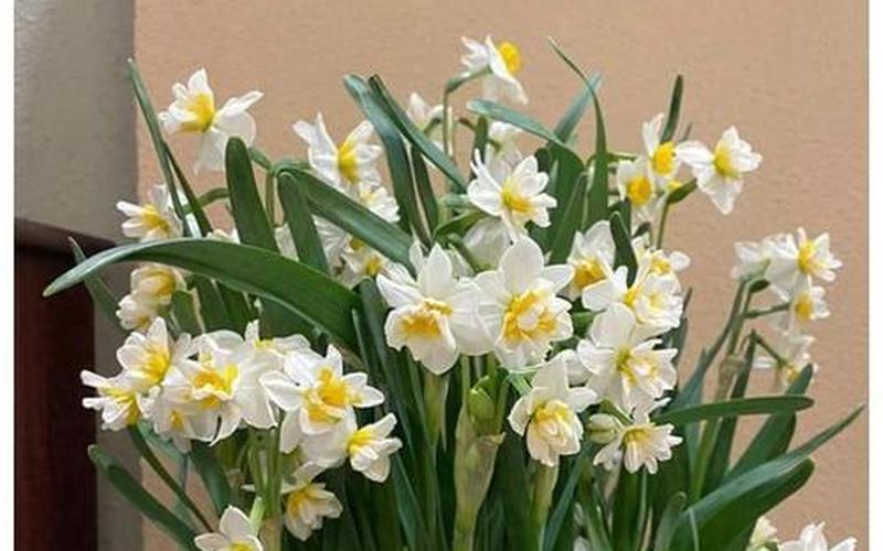 水仙花有毒吗？可以在室内养吗？-第1张图片-波音达百科