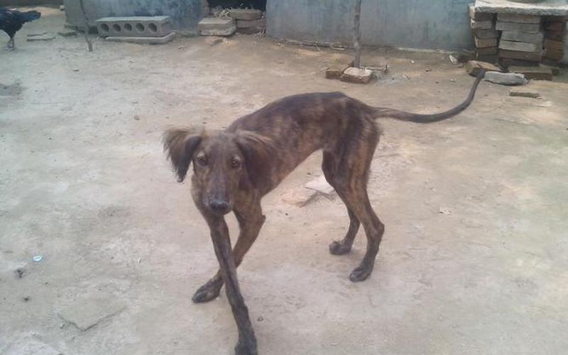 说男生细狗什么意思-第1张图片-波音达百科