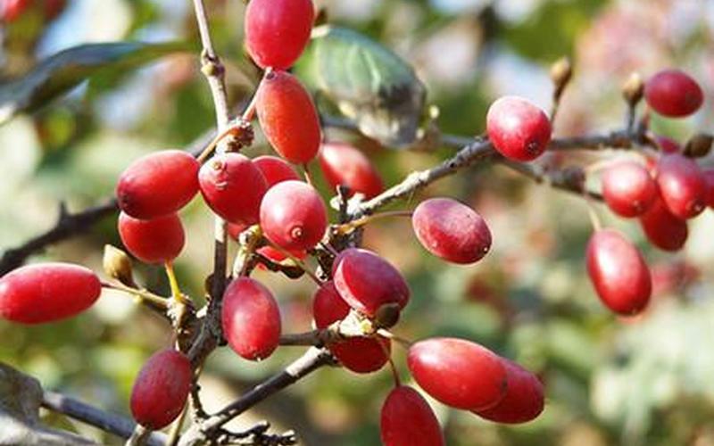 山茱萸的功效与作用及食用 *** -第1张图片-波音达百科