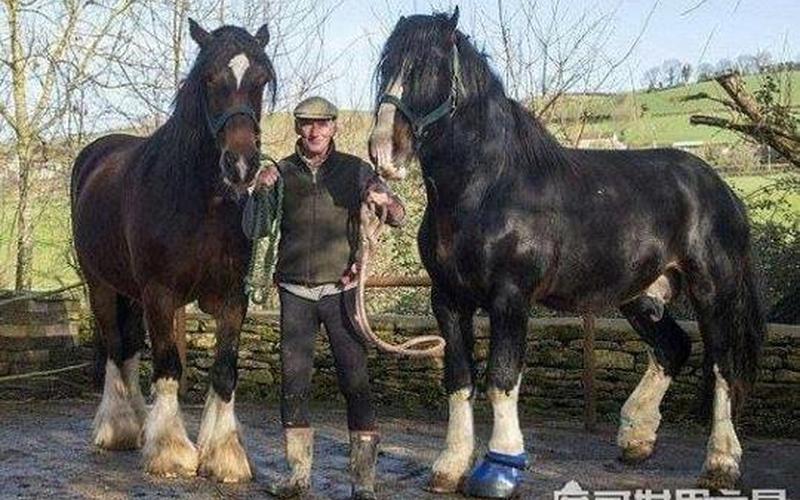 马的东西又大又长-第1张图片-波音达百科