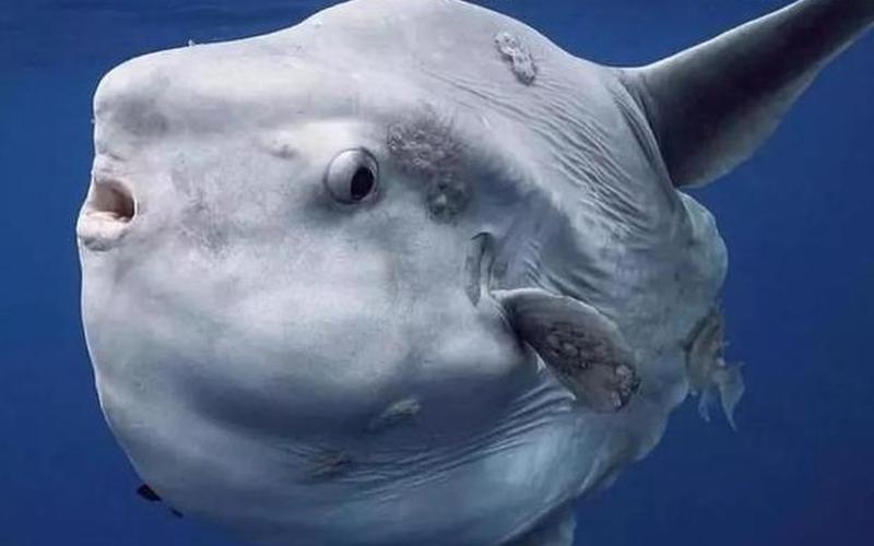 最丑动物水滴鱼夺冠-第1张图片-波音达百科