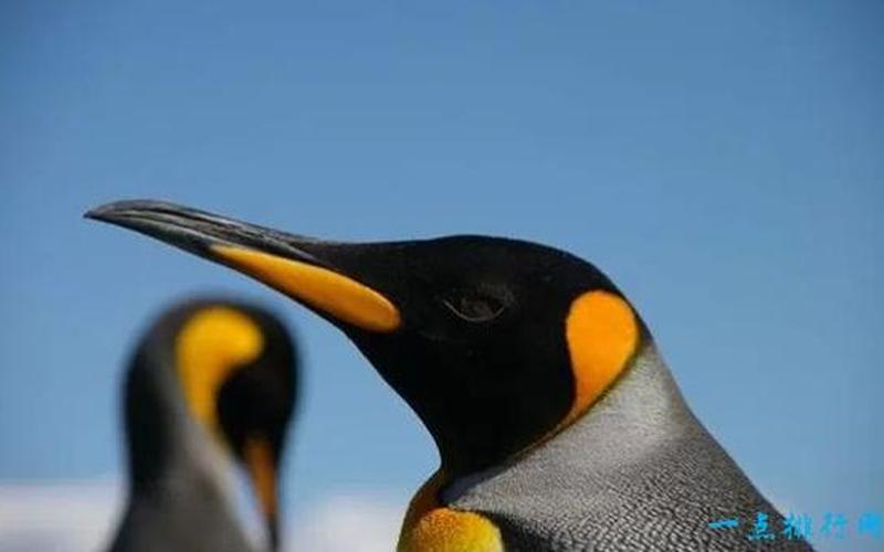 怀璧其罪打一动物-第1张图片-波音达百科