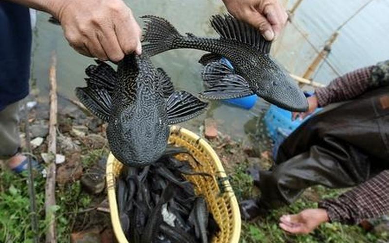 清道夫鱼的危害性-第1张图片-波音达百科