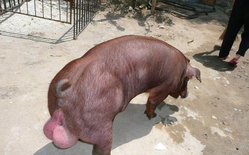 猪的体脂率比人高吗-第1张图片-波音达百科