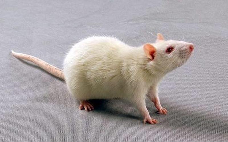 以下哪种动物天生就是高血压-第1张图片-波音达百科