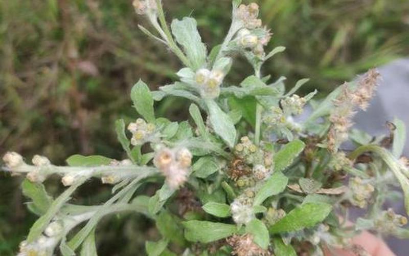 鼠曲草的食用 *** -第1张图片-波音达百科