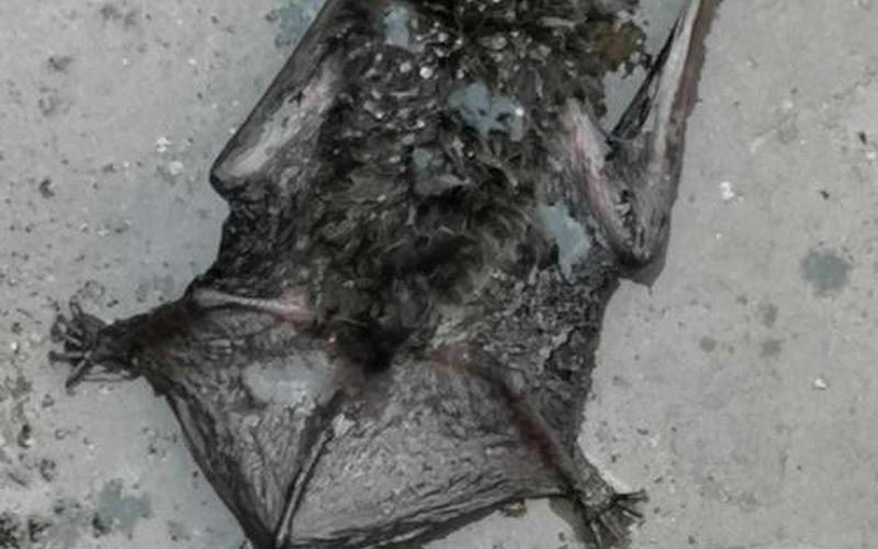 十大最恐怖蝙蝠图片-第1张图片-波音达百科