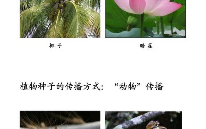 种子传播 *** 100种-第1张图片-波音达百科