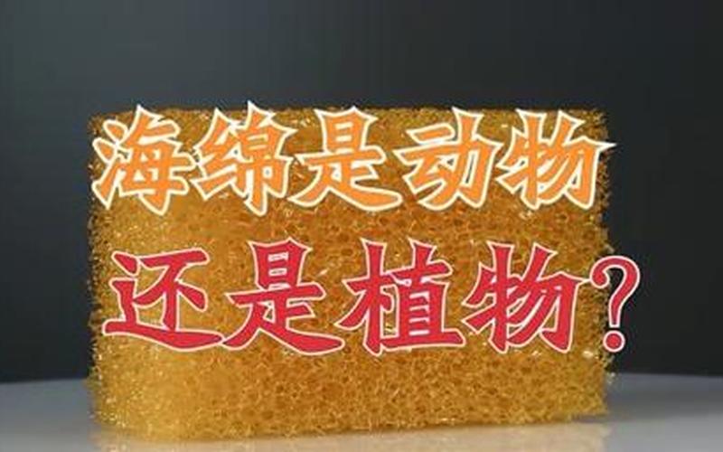 海洋里的海绵是动物还是植物-第1张图片-波音达百科