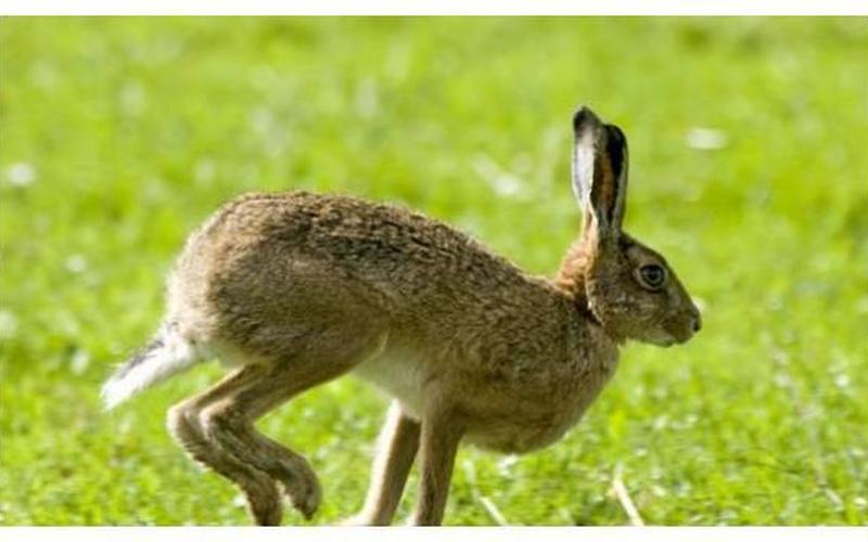 无独有偶是什么生肖动物-第1张图片-波音达百科