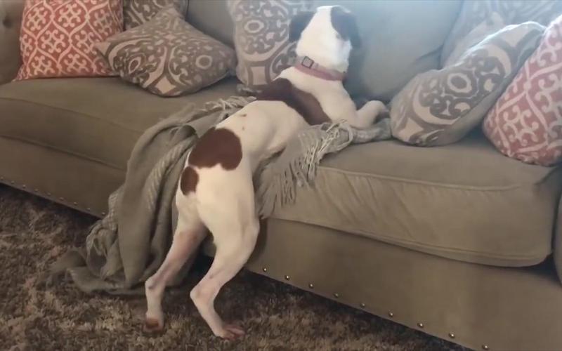 狗狗趴在我身上很快就能睡着-第1张图片-波音达百科