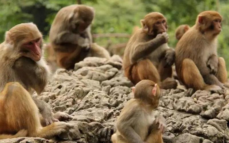 三寸之舌打一生肖-第1张图片-波音达百科